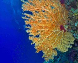 Pretty large fan off the wall of little brother, Red sea ... by Malcolm Nimmo 